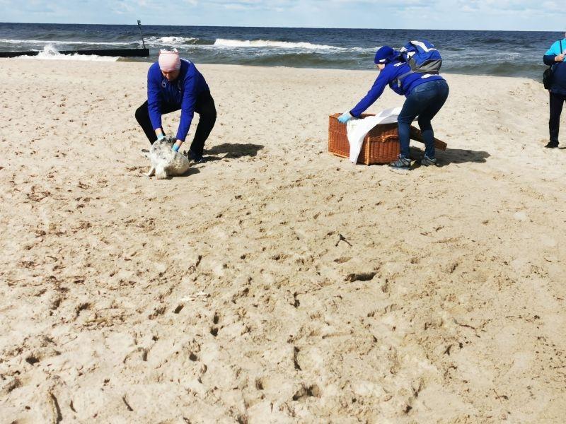 Osłabiona i niedożywiona foka na kołobrzeskiej plaży (Foto)