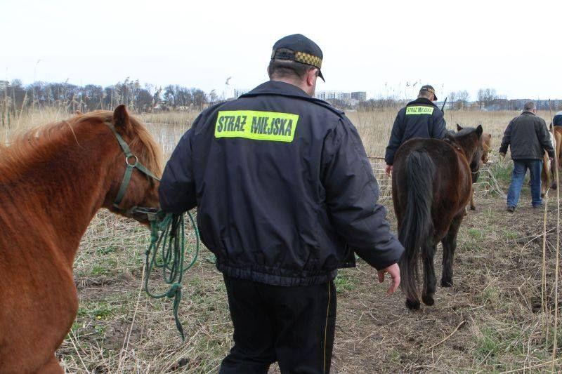 Będą patrole konne straży miejskiej