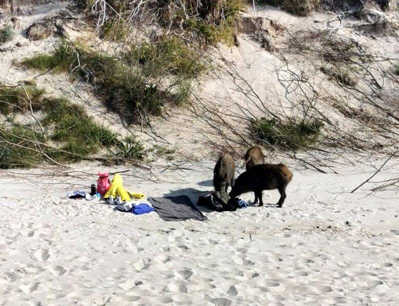Dziki na kołobrzeskiej plaży. Skorzystały z morskiej kąpieli