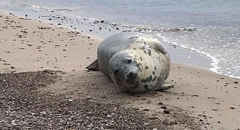 Foka na plaży w Kołobrzegu. Upodobała sobie to miejsce (video)