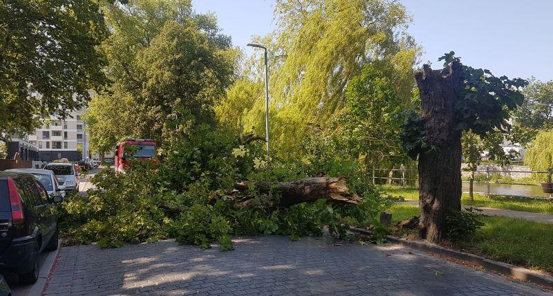 Kasztanowiec runął na ulicę