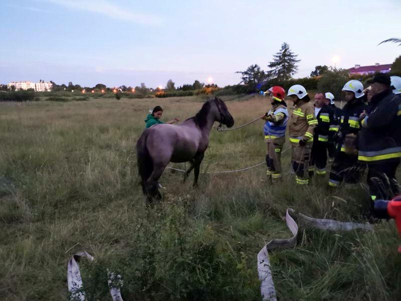 Koń wpadł do studni. Strażacy wyciągnęli go własnymi rękami (foto)