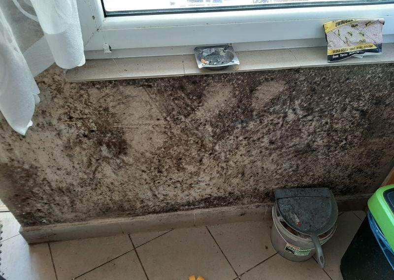 Grzyb i szczury w mieszkaniach. Radna interweniuje w sprawie budynku przy Rybackiej 1