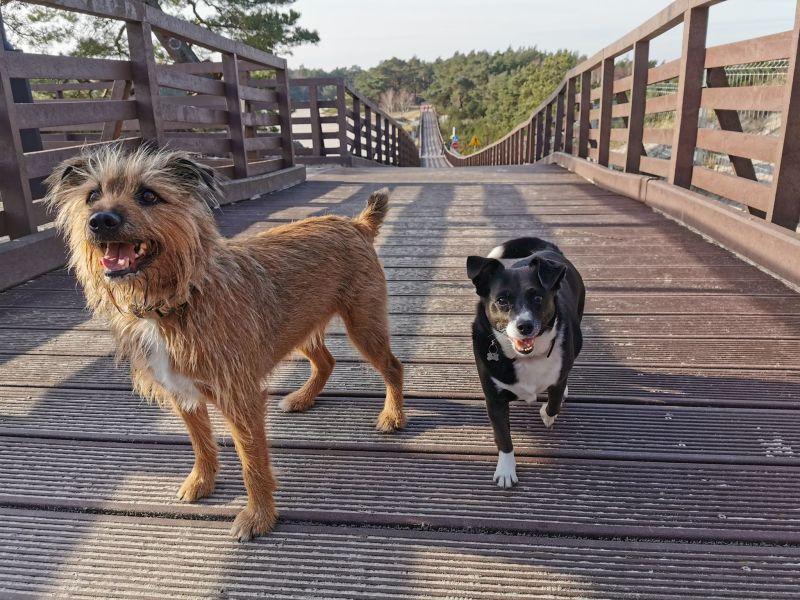 Fundacja Ogon Do Góry przypomina; pogoda dla plażowiczów idealna, ale niebezpieczna dla zwierzaków!