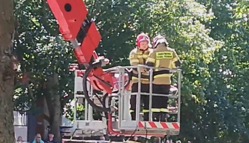 Strażacy uratowali gołębia, który zaplątał się wśród gałęzi. Zobacz filmik