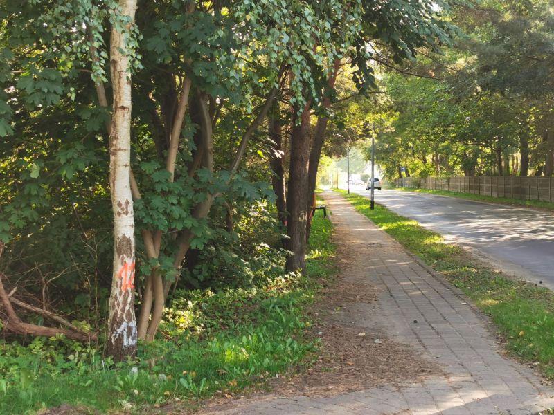 Ponad 50 drzew do wycięcia przy ul. Wschodniej