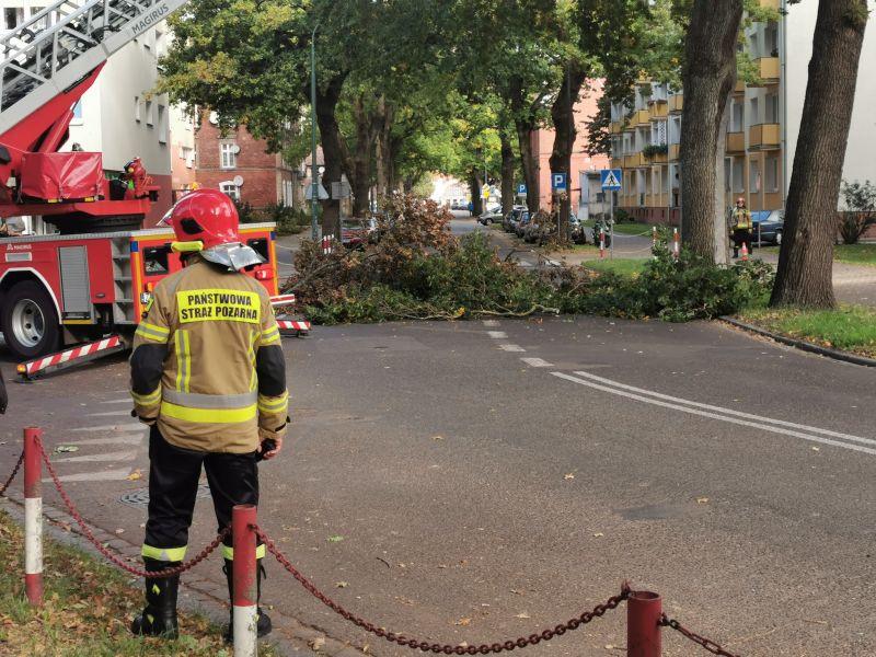 Zwisający konar zagrażał pojazdom