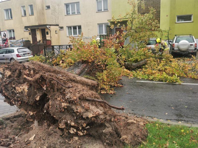 Przy Portowej drzewo spadło na samochody (Foto)