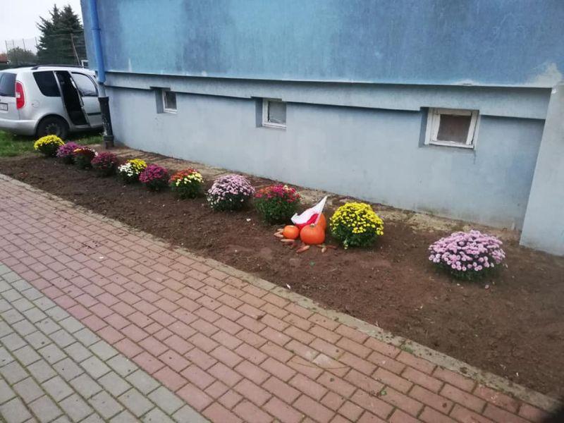 Mieszkanka Zieleniewa obsadziła chryzantemami trawnik wokół bloku. „Chciałam wspomóc naszych przedsiębiorców”
