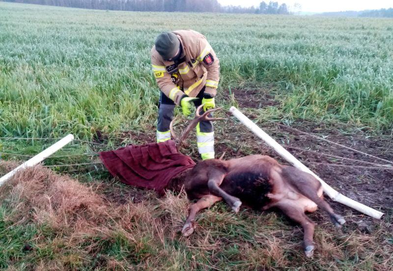 Strażacy uratowali jelenia. Zwierzę zaplątało się w ogrodzenie