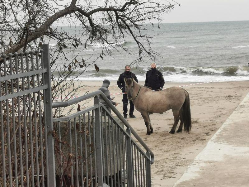 Na plaży pusto, tylko... konie biegają. Nietypowa akcja Straży Miejskiej (video)