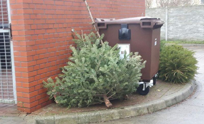 Gdzie wyrzucić choinkę po świętach?