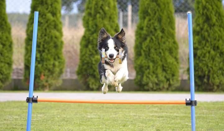 Szkoła dla Psów DogPoint