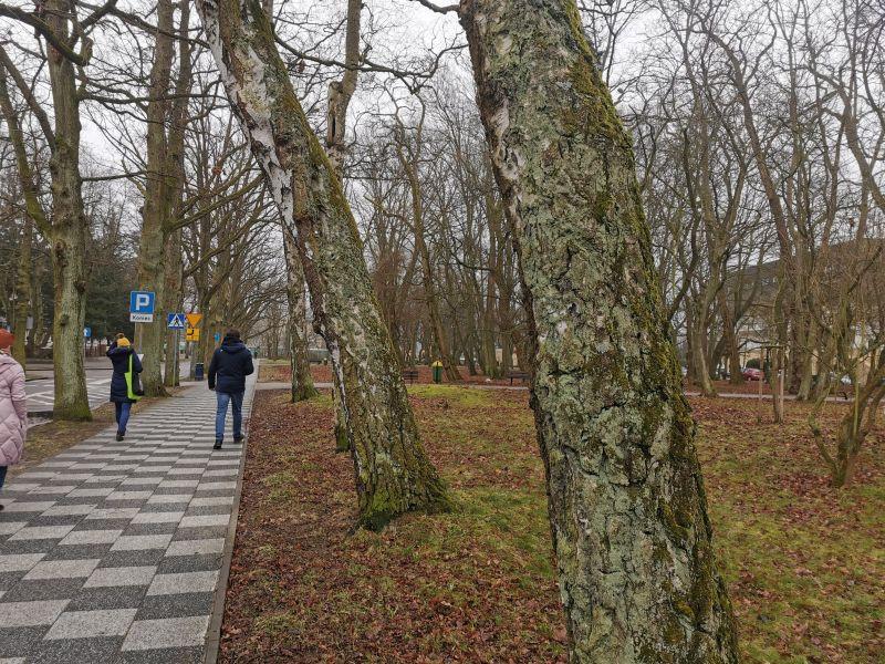 Szykuje się wielka wycinka drzew w Kołobrzegu. Ekspertyzy nie pozostawiają wątpliwości