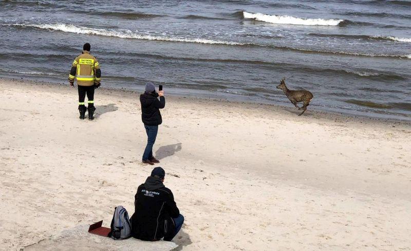 Nietypowy gość na kołobrzeskiej plaży (video)