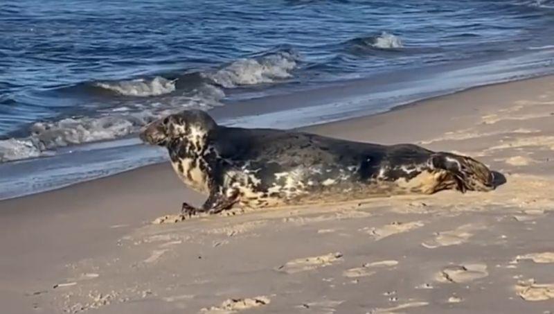 Co robić gdy spotkamy fokę? Jedna wygrzewała się na plaży w Grzybowie