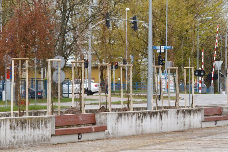 Topole przy stadionie wycięte