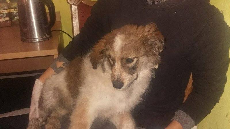 Noworoczne zguby. Podsumowanie schroniska