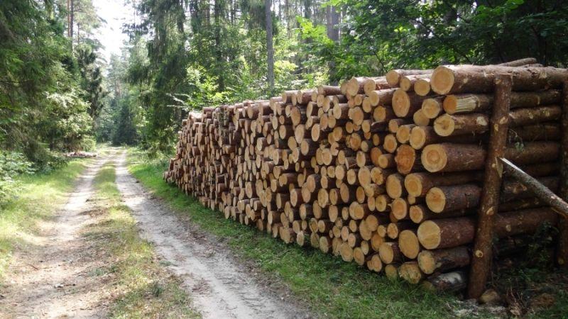 Wycinka drzew - zmiany w przepisach