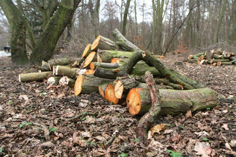 Przyjdź i dowiedz się więcej o pozwoleniach na wycinkę drzew