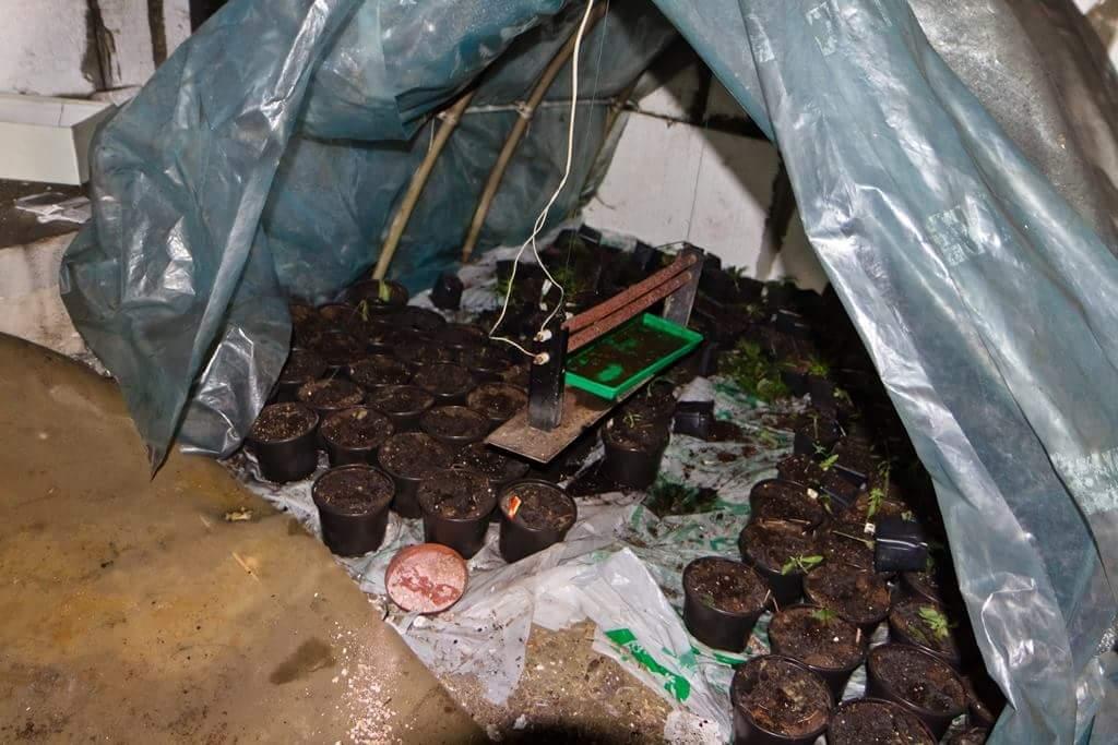 Policja ujawniła plantację marihuany