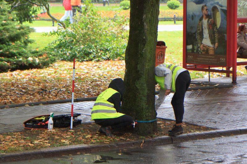 Ekspertyza wykaże w jakiej kondycji są drzewa w centrum miasta 