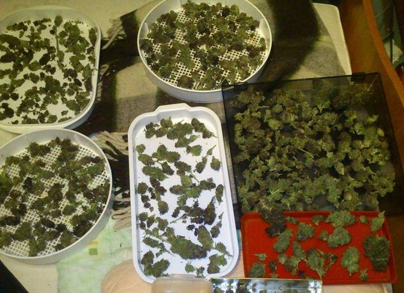 Miał ponad pół kilograma marihuany