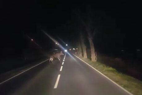 Kierowcy uważajcie na łosia