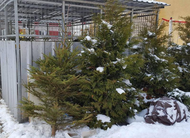 Odbiór choinek raz w tygodniu