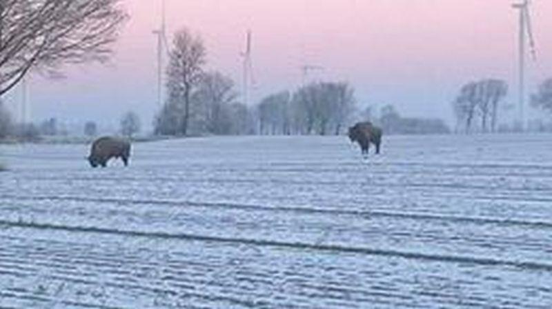 Uważajcie na spacerujące żubry