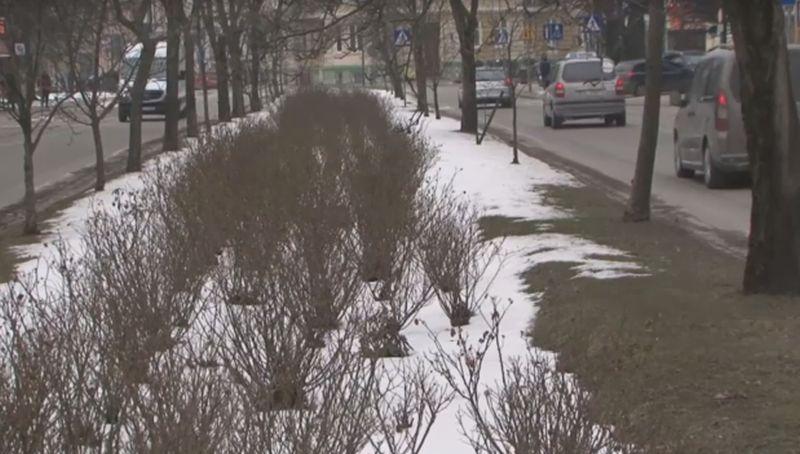 Nie ma chętnych na zagospodarowanie zieleni przy Jana Pawła