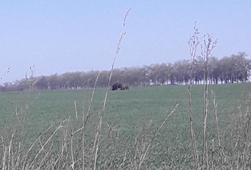Nasi Czytelnicy uchwycili parę żubrów
