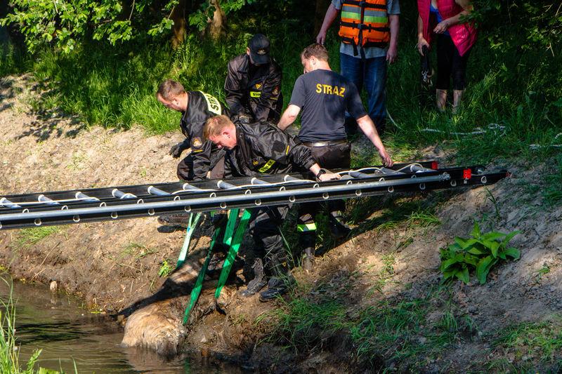 Pies nie mógł się wydostać ze Stramniczki