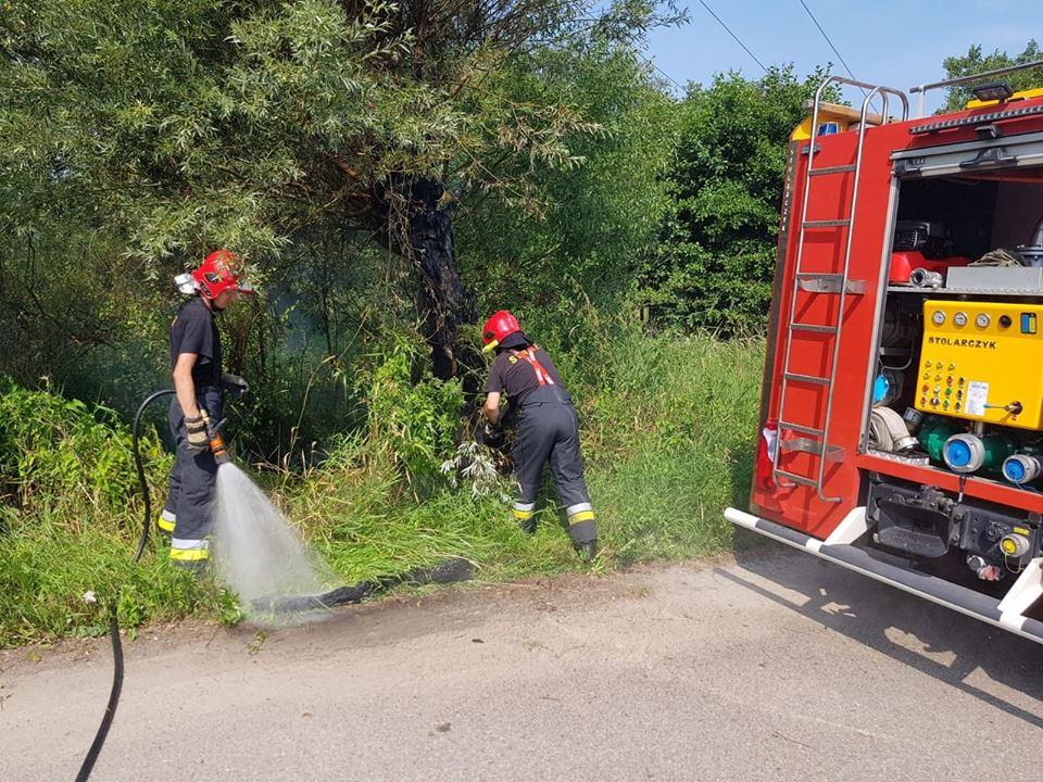 Spłonęło drzewo