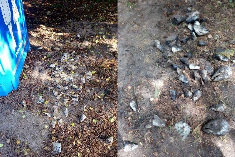 Ukarany za głowy i ogony ryb w toalecie 