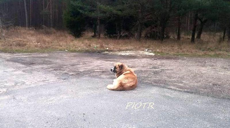 Kto rozpoznaje pieska ?