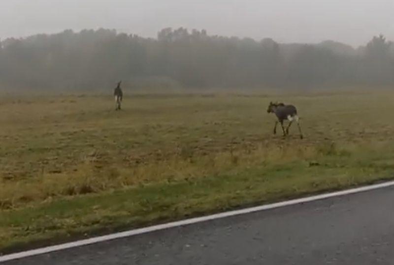 Łosie biegają po drodze