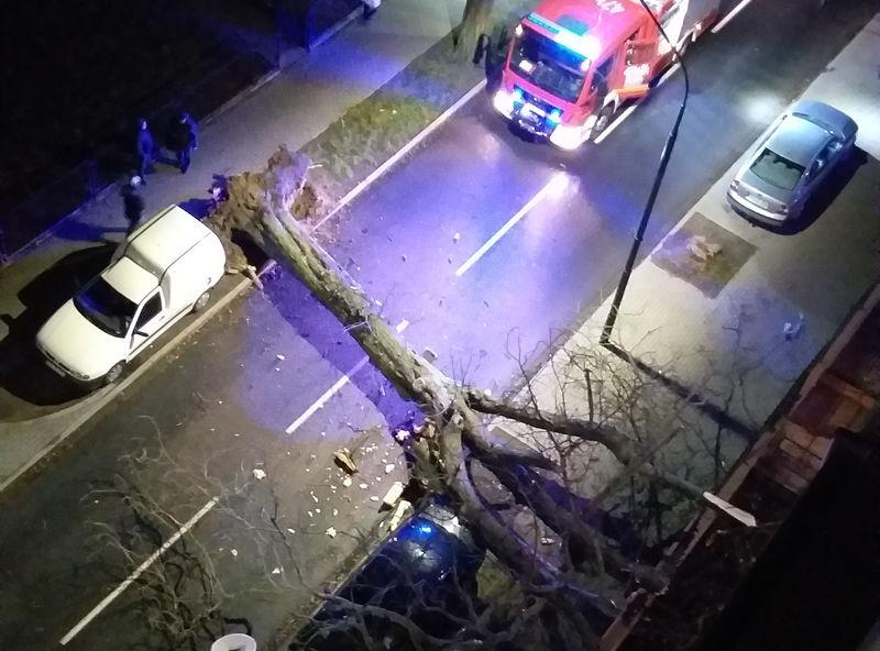 Drzewa spadają na ulice i chodniki. Są poszkodowani