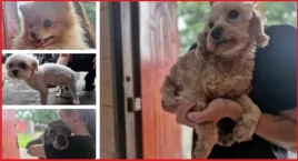 Pieski z pseudohodowli wciąż bez możliwości adopcji. Ile trzeba jeszcze czekać?