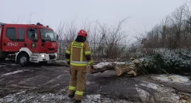 Powalone drzewo zablokowało drogę