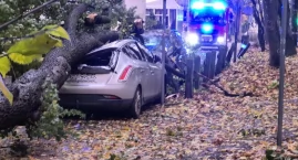 Drzewo spadło na samochody. Silny wiatr daje się we znaki [zdjęcia]
