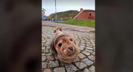 Taki uroczy gość zrobił sobie przystanek w porcie jachtowym | foto