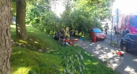 Drzewo przewróciło się na przechodniów. Na miejscu t&hellip;