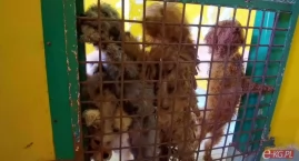Bezwzględne więzienie za pseudohodowlę. Zapadł wyrok&hellip;