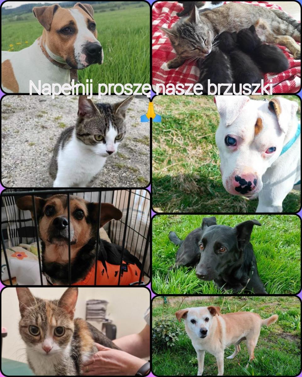 Potrzebna karma dla zwierząt