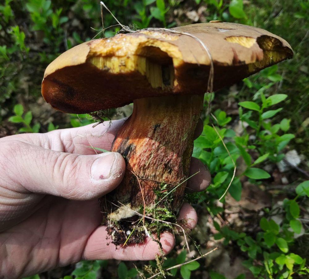 Kolejna niespodzianka - Twoja powiatowa