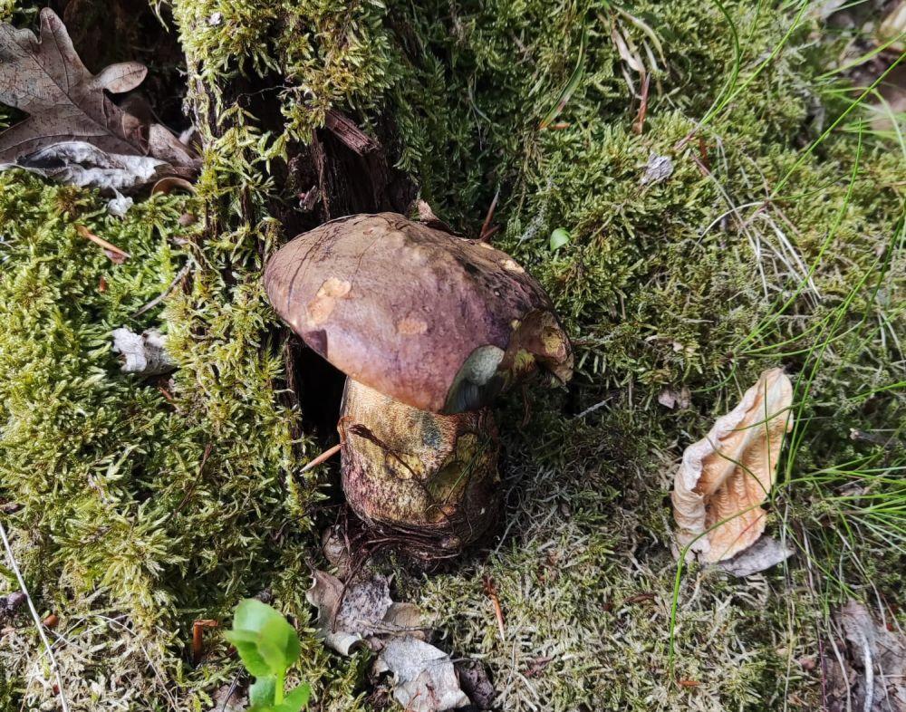 Niespodzianka w lesie - Twoja powiatowa