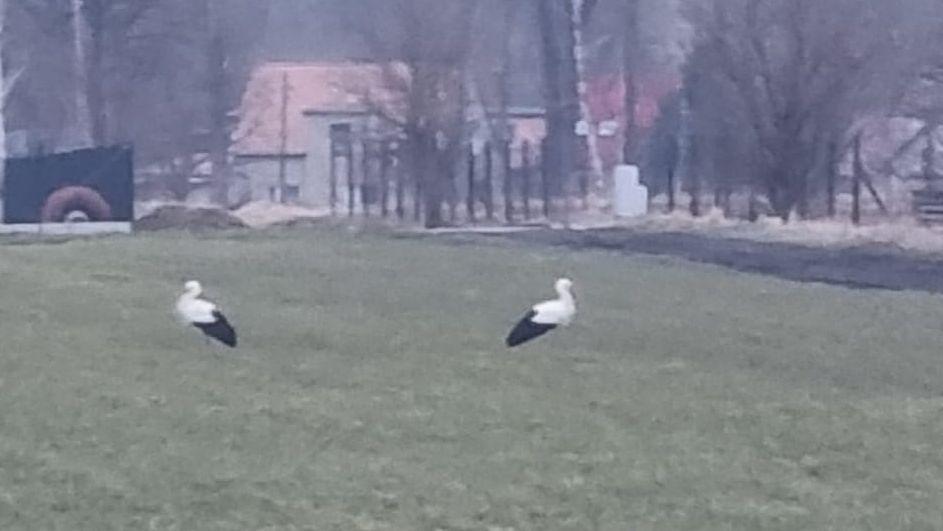 Bociany w Czadrowie - Twoja powiatowa