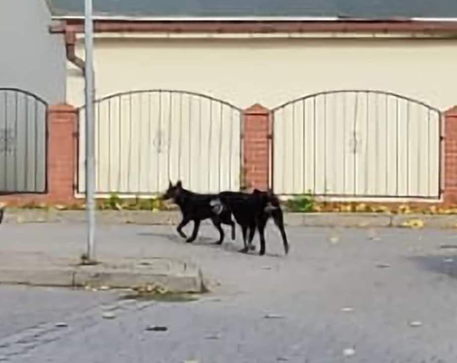 Błąkają się psy