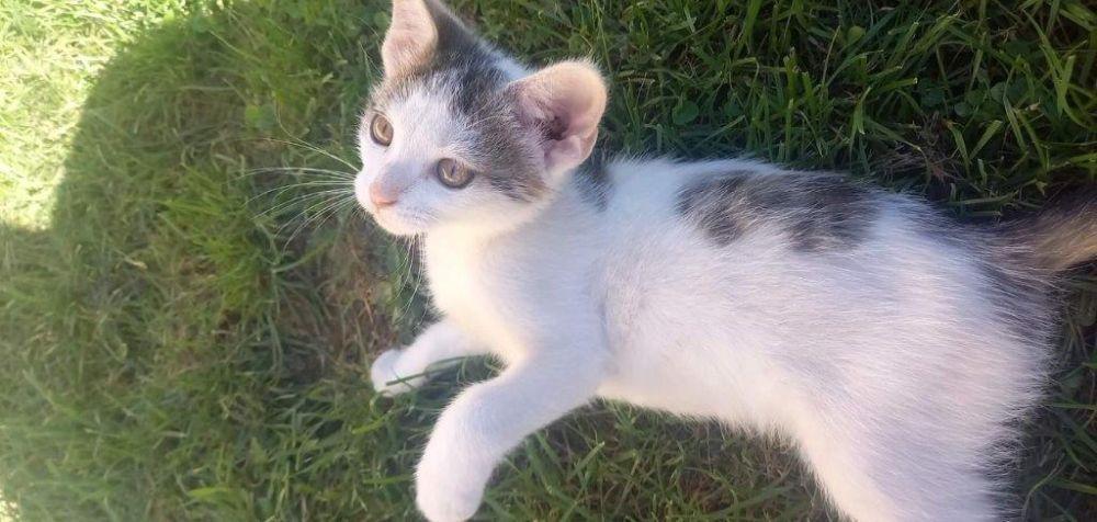 Koty do adopcji 